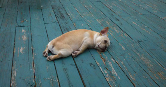 cuteness-french-bulldog