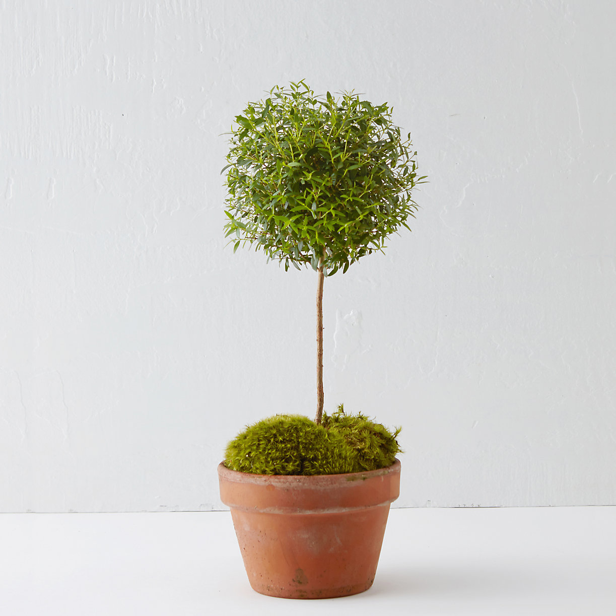 GD-topiary