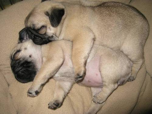 cuteness-hugging-pups