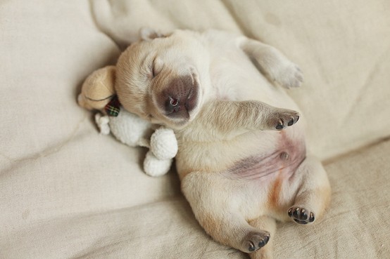 cuteness-lab