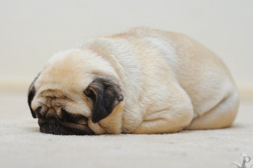 cuteness-pug