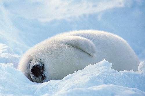 cuteness-seal