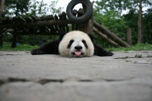 cutenss-panda