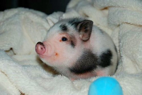 cutenss-piggie