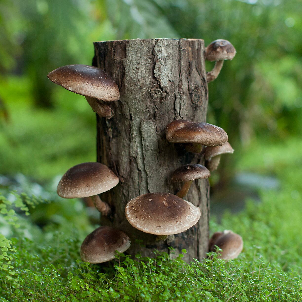 GD-mushroom-log