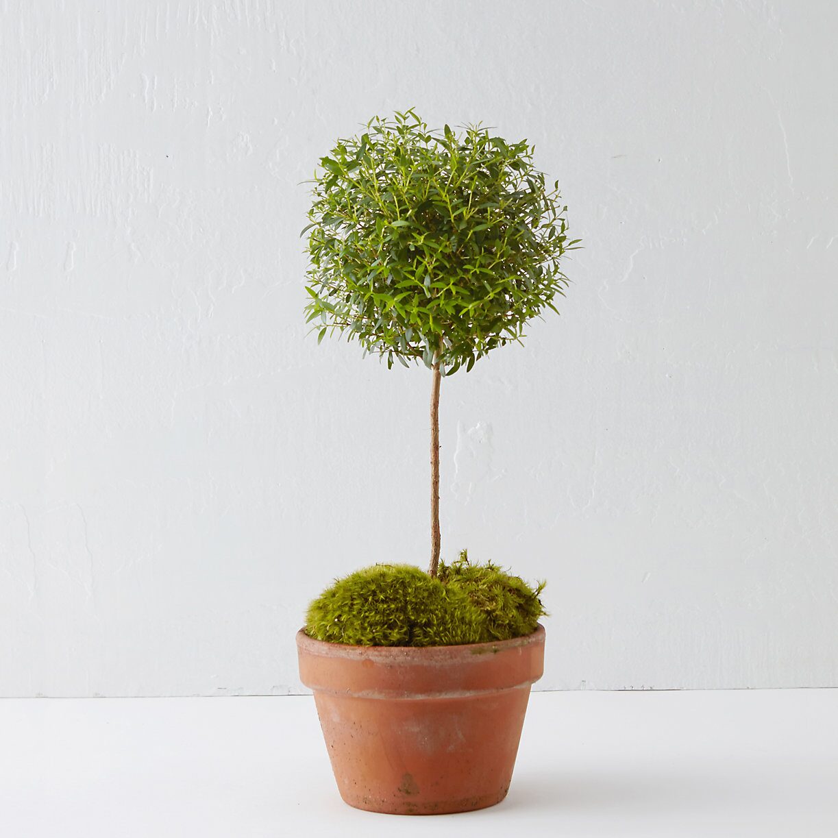 GD-topiary